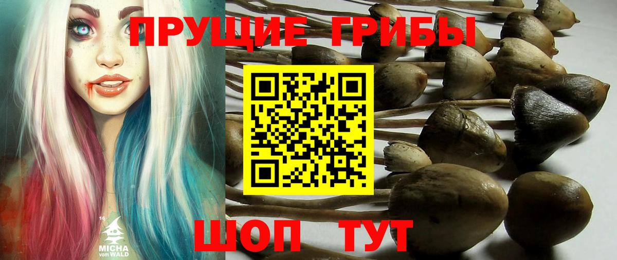 Галлюциногенные грибы Psilocybe Кемерово